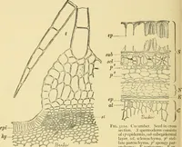 An illustration from The microscopy of vegetable foods, with special reference to the detection of adulteration and the diagnosis of mixtures (1916)
