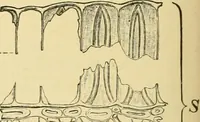 An illustration from The microscopy of vegetable foods, with special reference to the detection of adulteration and the diagnosis of mixtures (1916)