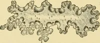 An illustration from The microscopy of vegetable foods, with special reference to the detection of adulteration and the diagnosis of mixtures (1916)