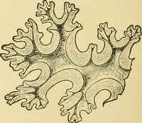 An illustration from The microscopy of vegetable foods, with special reference to the detection of adulteration and the diagnosis of mixtures (1916)