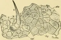 An illustration from The microscopy of vegetable foods, with special reference to the detection of adulteration and the diagnosis of mixtures (1916)