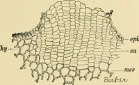 An illustration from The microscopy of vegetable foods, with special reference to the detection of adulteration and the diagnosis of mixtures (1916)