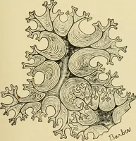 An illustration from The microscopy of vegetable foods, with special reference to the detection of adulteration and the diagnosis of mixtures (1916)