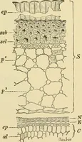 An illustration from The microscopy of vegetable foods, with special reference to the detection of adulteration and the diagnosis of mixtures (1916)