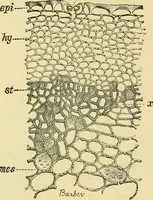 An illustration from The microscopy of vegetable foods, with special reference to the detection of adulteration and the diagnosis of mixtures (1916)