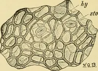 An illustration from The microscopy of vegetable foods, with special reference to the detection of adulteration and the diagnosis of mixtures (1916)