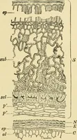 An illustration from The microscopy of vegetable foods, with special reference to the detection of adulteration and the diagnosis of mixtures (1916)