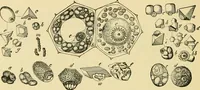 An illustration from The microscopy of vegetable foods, with special reference to the detection of adulteration and the diagnosis of mixtures (1916)
