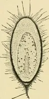 An illustration from The microscopy of vegetable foods, with special reference to the detection of adulteration and the diagnosis of mixtures (1916)