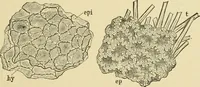 An illustration from The microscopy of vegetable foods, with special reference to the detection of adulteration and the diagnosis of mixtures (1916)