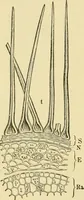 An illustration from The microscopy of vegetable foods, with special reference to the detection of adulteration and the diagnosis of mixtures (1916)