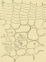 An illustration from The microscopy of vegetable foods, with special reference to the detection of adulteration and the diagnosis of mixtures (1916)