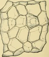 An illustration from The microscopy of vegetable foods, with special reference to the detection of adulteration and the diagnosis of mixtures (1916)