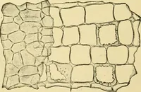 An illustration from The microscopy of vegetable foods, with special reference to the detection of adulteration and the diagnosis of mixtures (1916)