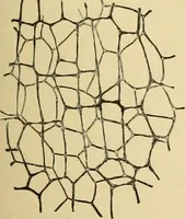An illustration from The microscopy of vegetable foods, with special reference to the detection of adulteration and the diagnosis of mixtures (1916)