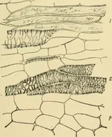 An illustration from The microscopy of vegetable foods, with special reference to the detection of adulteration and the diagnosis of mixtures (1916)