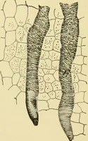 An illustration from The microscopy of vegetable foods, with special reference to the detection of adulteration and the diagnosis of mixtures (1916)