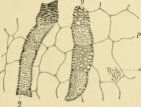 An illustration from The microscopy of vegetable foods, with special reference to the detection of adulteration and the diagnosis of mixtures (1916)