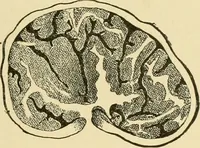 An illustration from The microscopy of vegetable foods, with special reference to the detection of adulteration and the diagnosis of mixtures (1916)