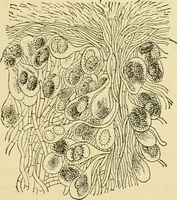 An illustration from The microscopy of vegetable foods, with special reference to the detection of adulteration and the diagnosis of mixtures (1916)