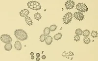An illustration from The microscopy of vegetable foods, with special reference to the detection of adulteration and the diagnosis of mixtures (1916)