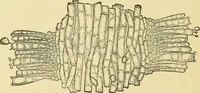An illustration from The microscopy of vegetable foods, with special reference to the detection of adulteration and the diagnosis of mixtures (1916)