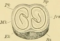 An illustration from The microscopy of vegetable foods, with special reference to the detection of adulteration and the diagnosis of mixtures (1916)