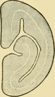 An illustration from The microscopy of vegetable foods, with special reference to the detection of adulteration and the diagnosis of mixtures (1916)