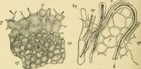 An illustration from The microscopy of vegetable foods, with special reference to the detection of adulteration and the diagnosis of mixtures (1916)