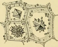 An illustration from The microscopy of vegetable foods, with special reference to the detection of adulteration and the diagnosis of mixtures (1916)