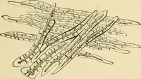 An illustration from The microscopy of vegetable foods, with special reference to the detection of adulteration and the diagnosis of mixtures (1916)