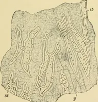 An illustration from The microscopy of vegetable foods, with special reference to the detection of adulteration and the diagnosis of mixtures (1916)