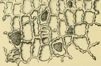 An illustration from The microscopy of vegetable foods, with special reference to the detection of adulteration and the diagnosis of mixtures (1916)