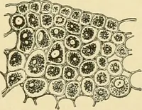 An illustration from The microscopy of vegetable foods, with special reference to the detection of adulteration and the diagnosis of mixtures (1916)