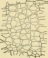 An illustration from The microscopy of vegetable foods, with special reference to the detection of adulteration and the diagnosis of mixtures (1916)