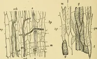 An illustration from The microscopy of vegetable foods, with special reference to the detection of adulteration and the diagnosis of mixtures (1916)