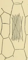 An illustration from The microscopy of vegetable foods, with special reference to the detection of adulteration and the diagnosis of mixtures (1916)