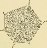 An illustration from The microscopy of vegetable foods, with special reference to the detection of adulteration and the diagnosis of mixtures (1916)
