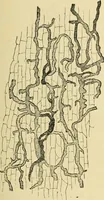 An illustration from The microscopy of vegetable foods, with special reference to the detection of adulteration and the diagnosis of mixtures (1916)