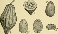An illustration from The microscopy of vegetable foods, with special reference to the detection of adulteration and the diagnosis of mixtures (1916)