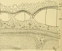 An illustration from The microscopy of vegetable foods, with special reference to the detection of adulteration and the diagnosis of mixtures (1916)