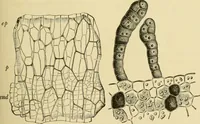 An illustration from The microscopy of vegetable foods, with special reference to the detection of adulteration and the diagnosis of mixtures (1916)