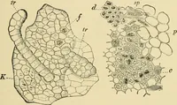 An illustration from The microscopy of vegetable foods, with special reference to the detection of adulteration and the diagnosis of mixtures (1916)