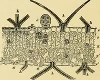 An illustration from The microscopy of vegetable foods, with special reference to the detection of adulteration and the diagnosis of mixtures (1916)