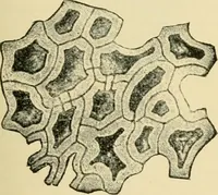An illustration from The microscopy of vegetable foods, with special reference to the detection of adulteration and the diagnosis of mixtures (1916)