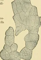 An illustration from The microscopy of vegetable foods, with special reference to the detection of adulteration and the diagnosis of mixtures (1916)