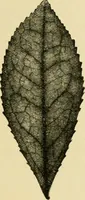 An illustration from The microscopy of vegetable foods, with special reference to the detection of adulteration and the diagnosis of mixtures (1916)