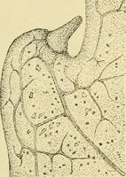 An illustration from The microscopy of vegetable foods, with special reference to the detection of adulteration and the diagnosis of mixtures (1916)