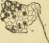 An illustration from The microscopy of vegetable foods, with special reference to the detection of adulteration and the diagnosis of mixtures (1916)