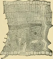 An illustration from The microscopy of vegetable foods, with special reference to the detection of adulteration and the diagnosis of mixtures (1916)